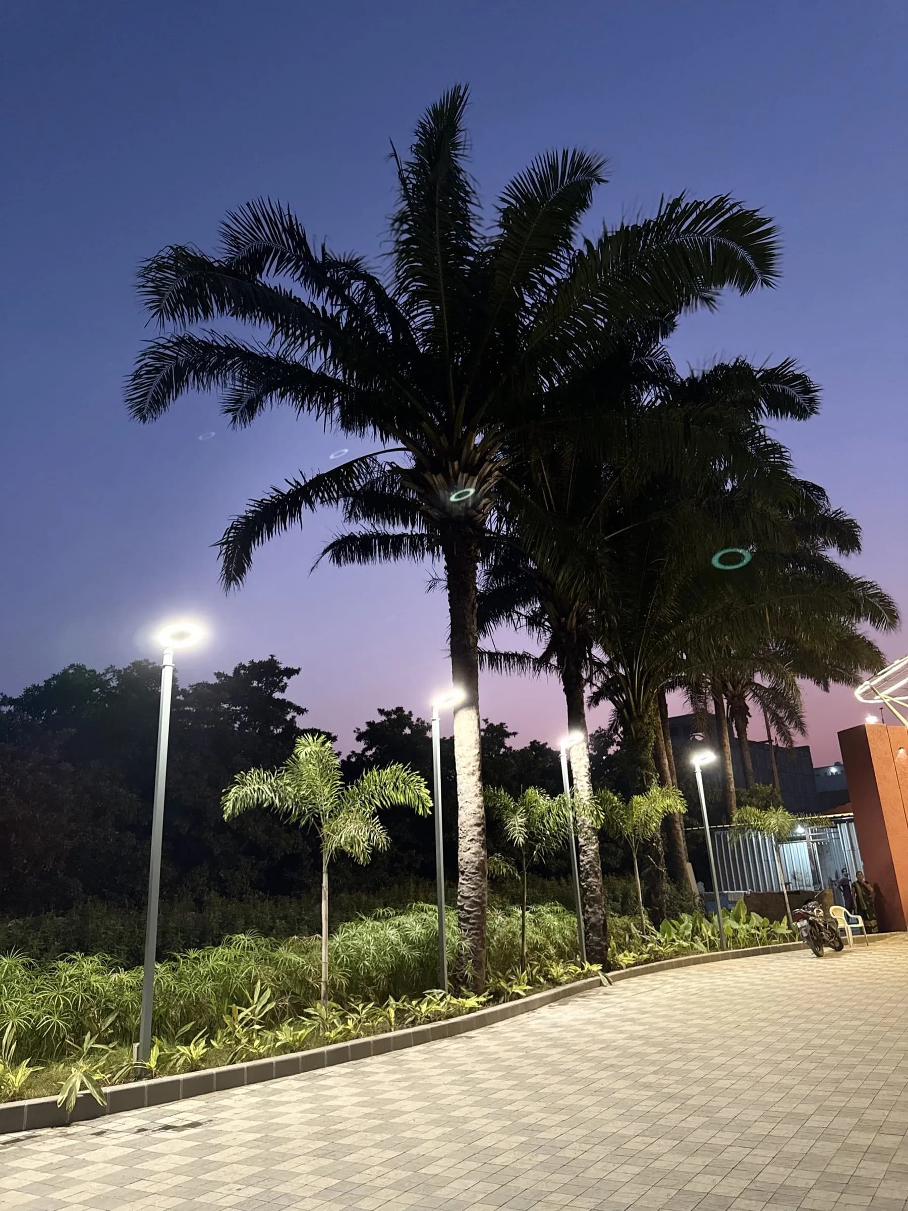 Palms against a dusk sky
