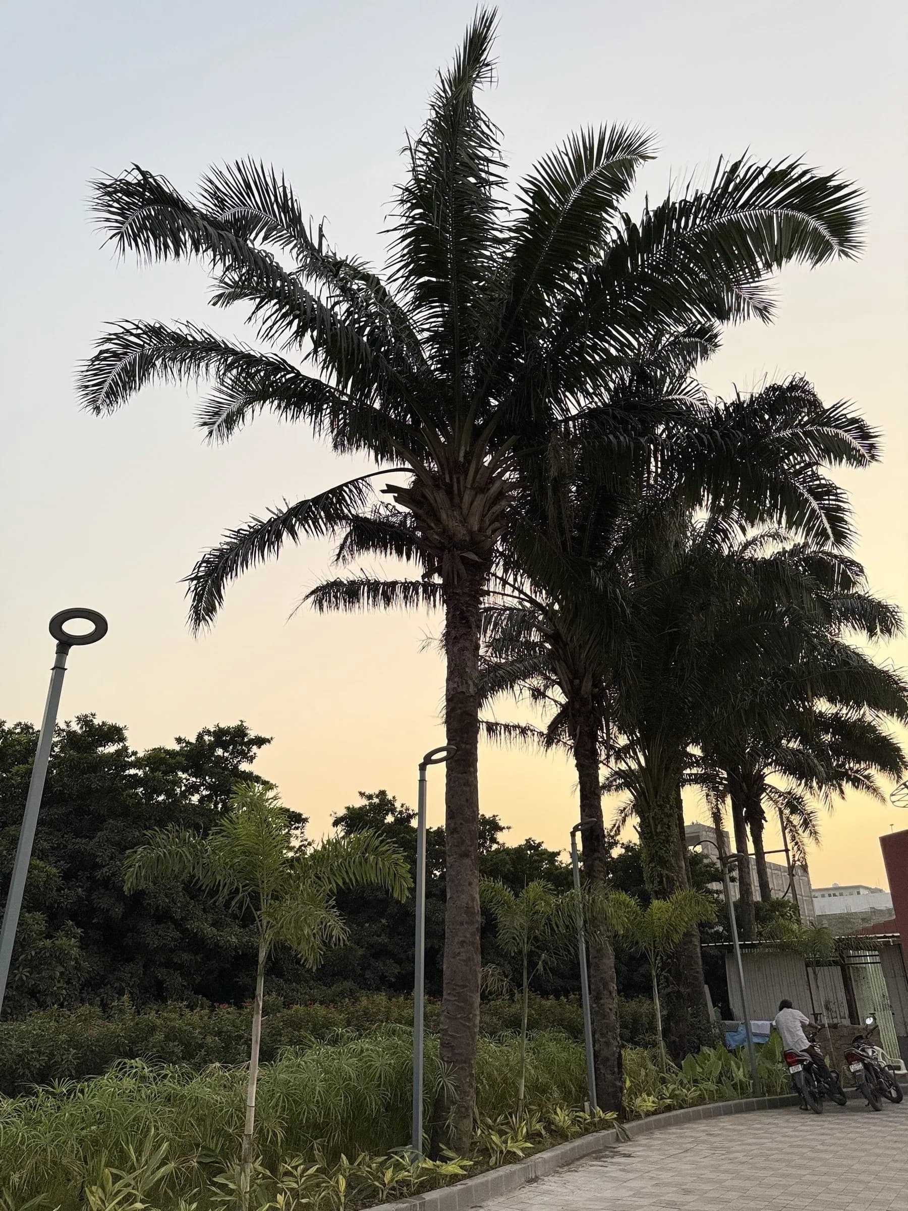 Palms on the grounds at sunset